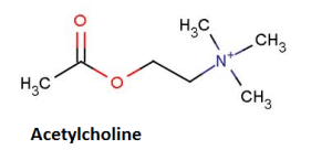 acetylcholine structure